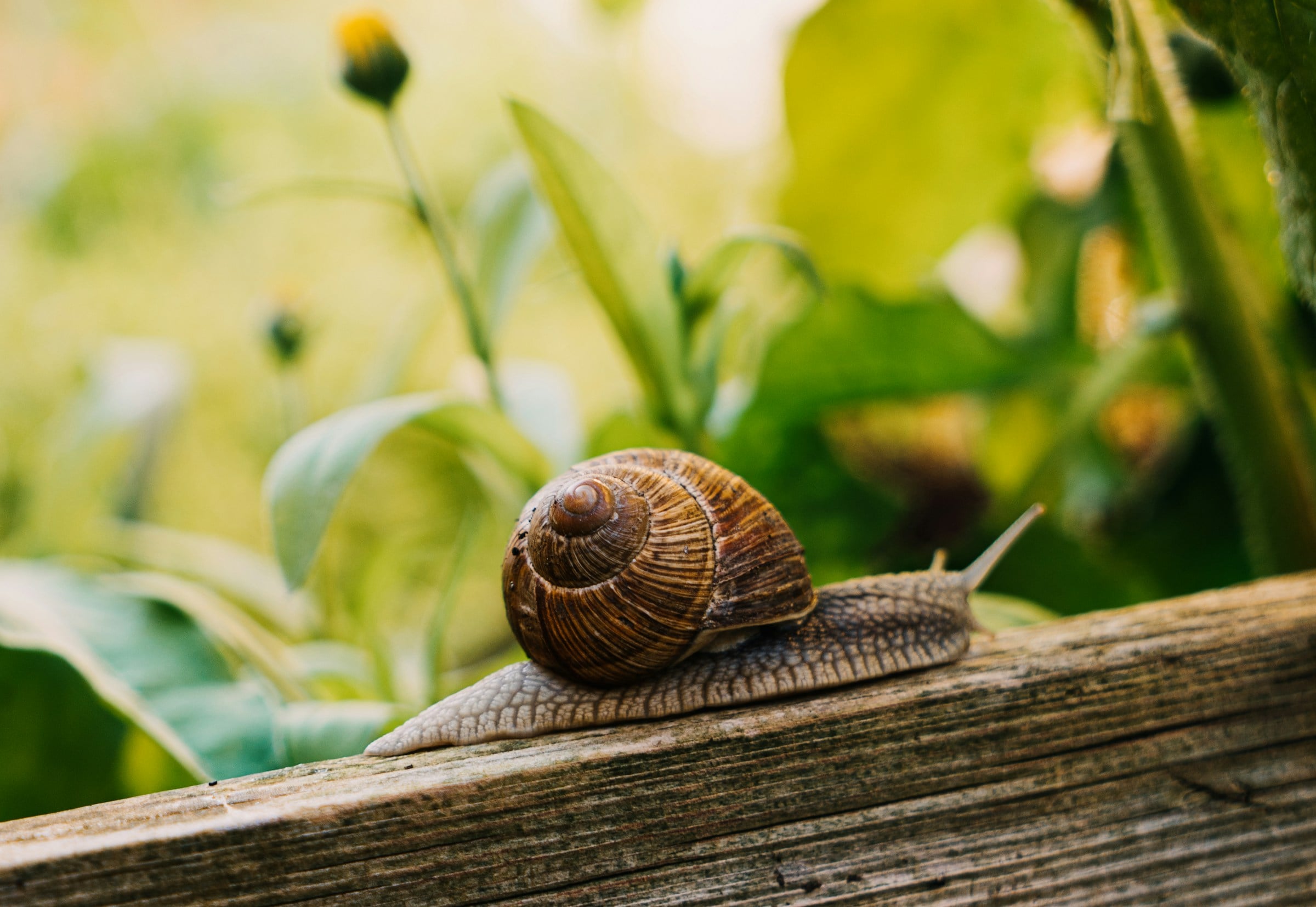 photo of snail farm in a box